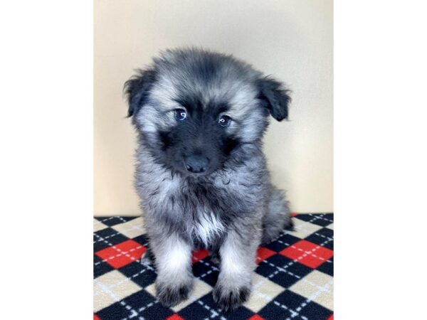 Keeshond DOG Male Silver Sable 1817 Petland Florence, Kentucky