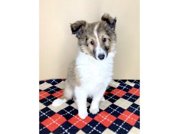 Shetland Sheepdog DOG Male Sable / White 1816 Petland Florence, Kentucky