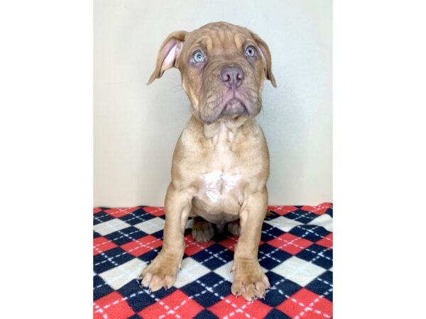 Dogue de Bordeaux DOG Male Red 1815 Petland Florence, Kentucky