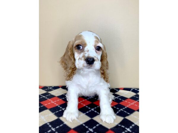 Cocker Spaniel-DOG-Female-Buff / White-1814-Petland Florence, Kentucky