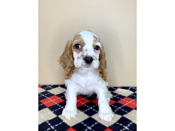 Cocker Spaniel DOG Female Buff / White 1814 Petland Florence, Kentucky