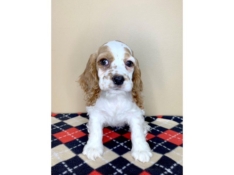 Cocker spaniel with freckles new arrivals