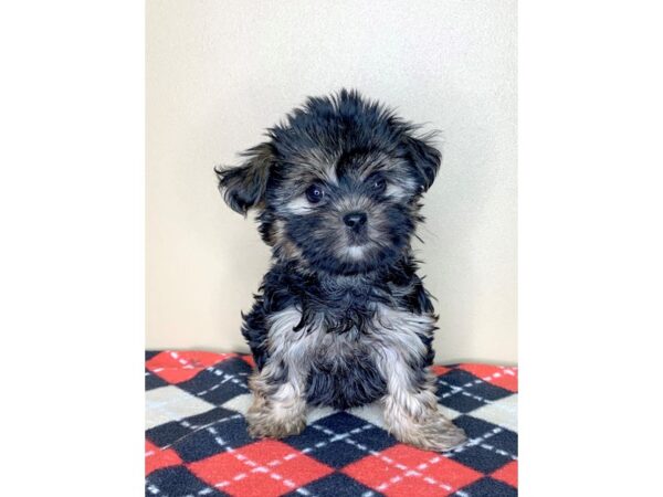 Yorkie/Poodle DOG Female Black / Tan 1813 Petland Florence, Kentucky