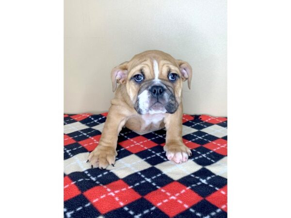 Bulldog DOG Female Red 1812 Petland Florence, Kentucky