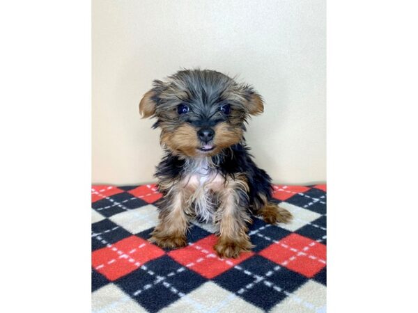 Yorkshire Terrier DOG Female Black / Tan 1811 Petland Florence, Kentucky