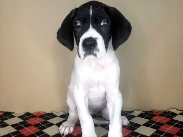 Great Dane DOG Female Black / White 1840 Petland Florence, Kentucky