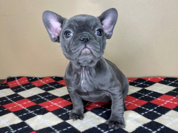 French Bulldog-DOG-Female-Blue-1838-Petland Florence, Kentucky