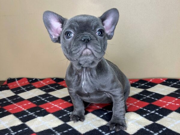 French Bulldog DOG Female Blue 1838 Petland Florence, Kentucky