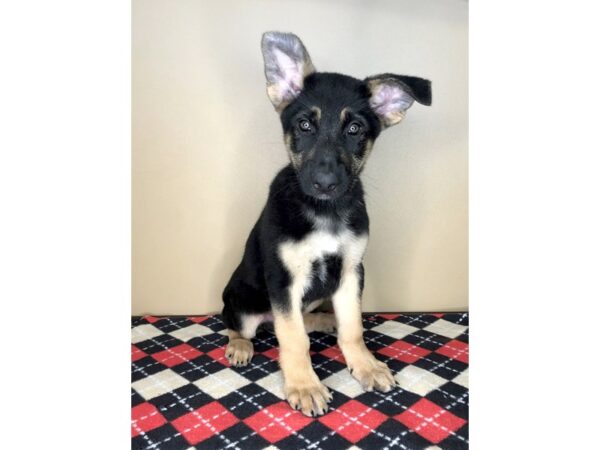 German Shepherd Dog DOG Male Black / Tan 1837 Petland Florence, Kentucky