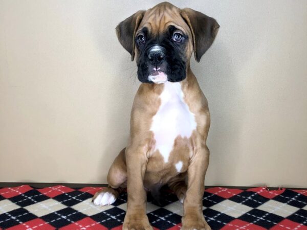 Boxer DOG Male Fawn 1836 Petland Florence, Kentucky