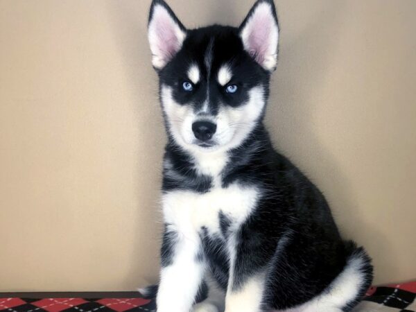 Siberian Husky DOG Male Black / White 1835 Petland Florence, Kentucky