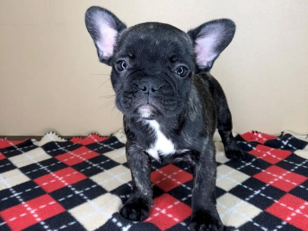 French Bulldog DOG Male brindle 1832 Petland Florence, Kentucky