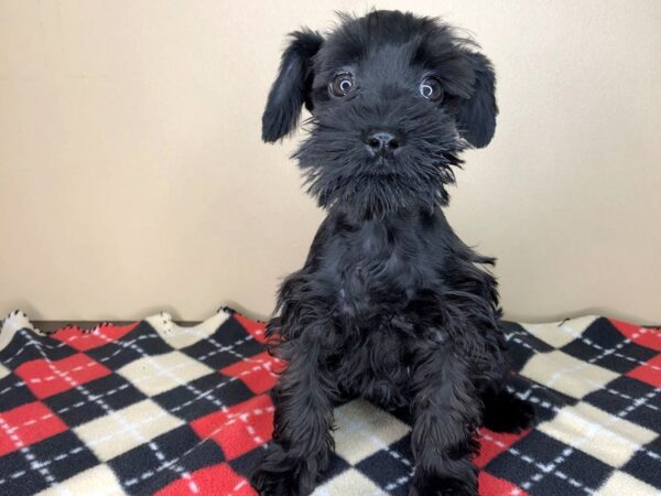 Mini Schnauzer DOG Male Black 1831 Petland Florence, Kentucky