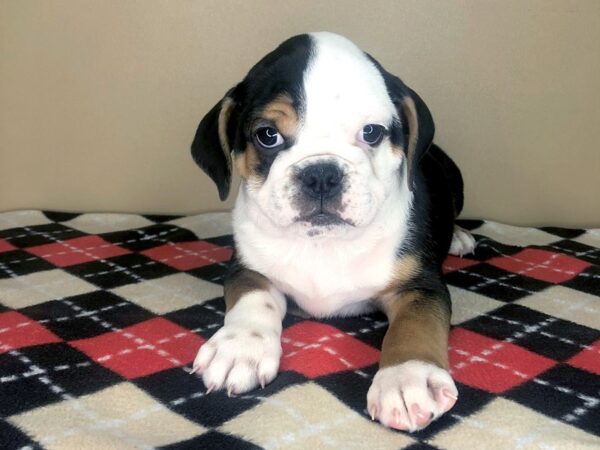 Mini Bulldog DOG Male black  tri color 1830 Petland Florence, Kentucky