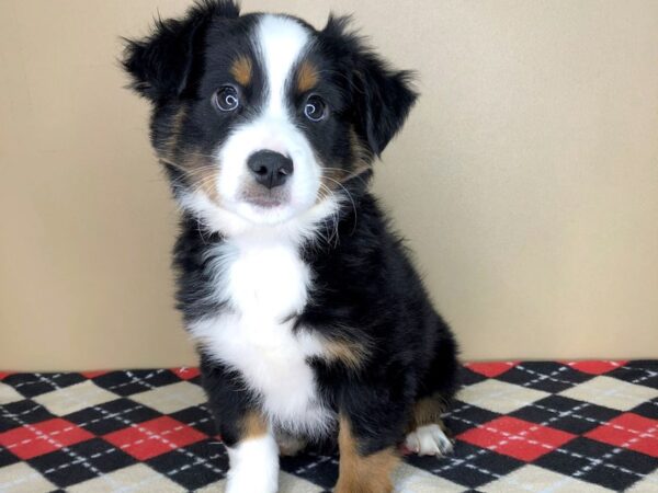 Miniature Australian Shepherd DOG Male Black 1828 Petland Florence, Kentucky