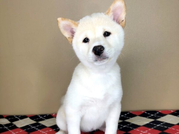 Shiba Inu DOG Female Cream 1826 Petland Florence, Kentucky