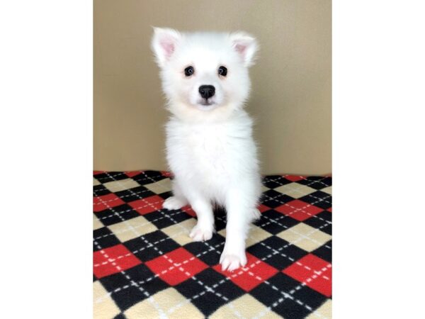 American Eskimo Dog DOG Female White 1825 Petland Florence, Kentucky