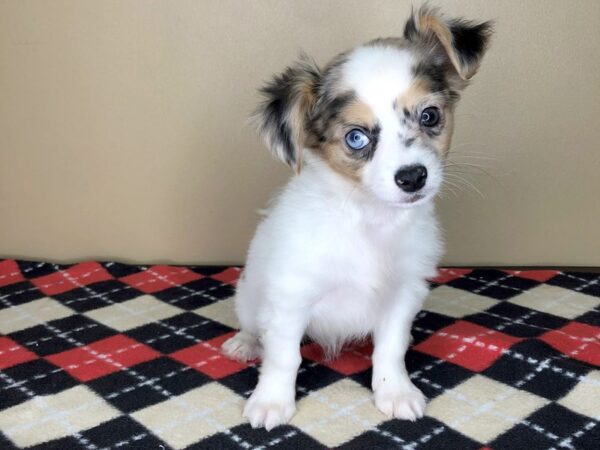 Chihuahua DOG Male rd merle, white &tan 1841 Petland Florence, Kentucky