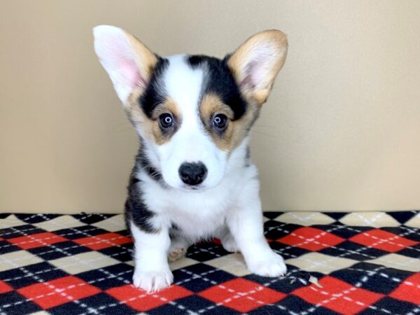 Pembroke Welsh Corgi-DOG-Female-Tri-Colored-1852-Petland Florence, Kentucky