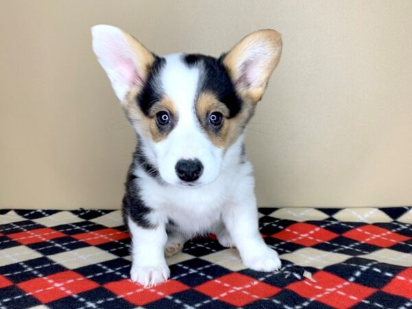 Pembroke Welsh Corgi DOG Female Tri-Colored 1852 Petland Florence, Kentucky