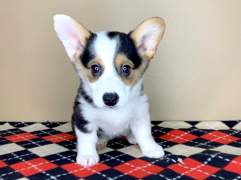Tri corgi sales