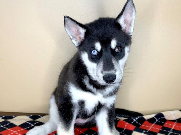 Siberian Husky DOG Male 1851 Petland Florence, Kentucky