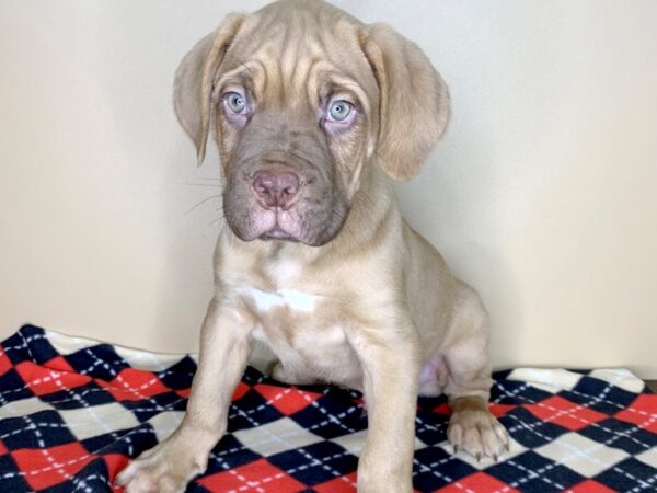 Dogue De Bordeaux-DOG-Male-Red-1849-Petland Florence, Kentucky