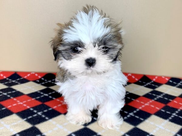 Shih Tzu DOG Female Black / White 1848 Petland Florence, Kentucky