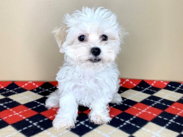 Havachon-DOG-Female-White-1847-Petland Florence, Kentucky