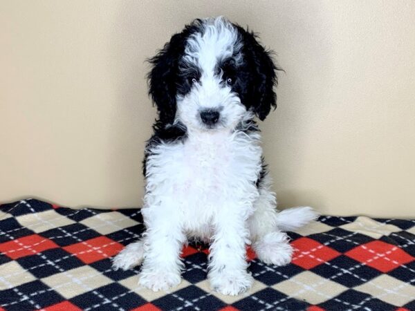 Mini Sheepadoodle DOG Male Black / White 1846 Petland Florence, Kentucky