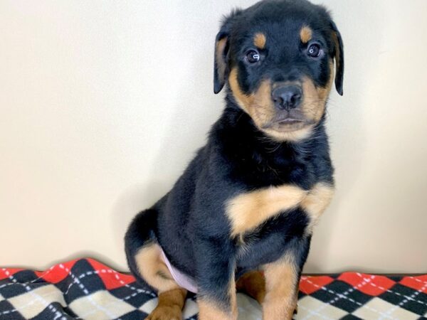 Rottweiler DOG Male Black & rust 1845 Petland Florence, Kentucky