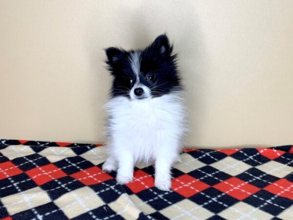 Pomeranian DOG Female Black 1844 Petland Florence, Kentucky