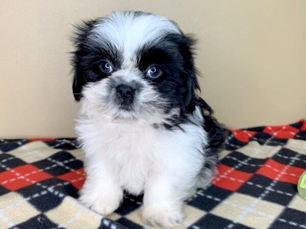 Shih Tzu DOG Male Black / White 1843 Petland Florence, Kentucky