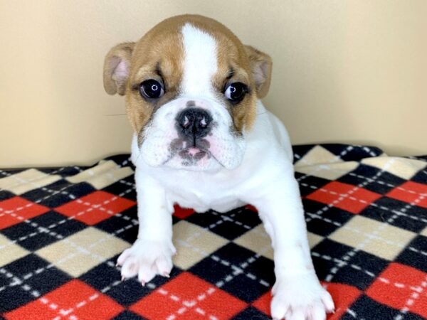 Bulldog DOG Female Red 1842 Petland Florence, Kentucky