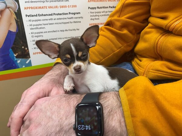 Chihuahua-DOG-Male-Chocolate / Tan-1834-Petland Florence, Kentucky