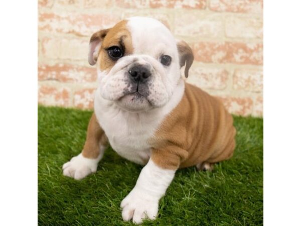 English Bulldog-DOG-Male-Red-1859-Petland Florence, Kentucky