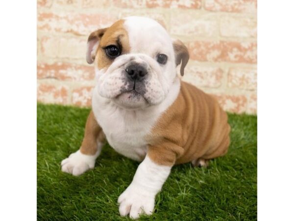 English Bulldog-DOG-Male-Red-1859-Petland Florence, Kentucky