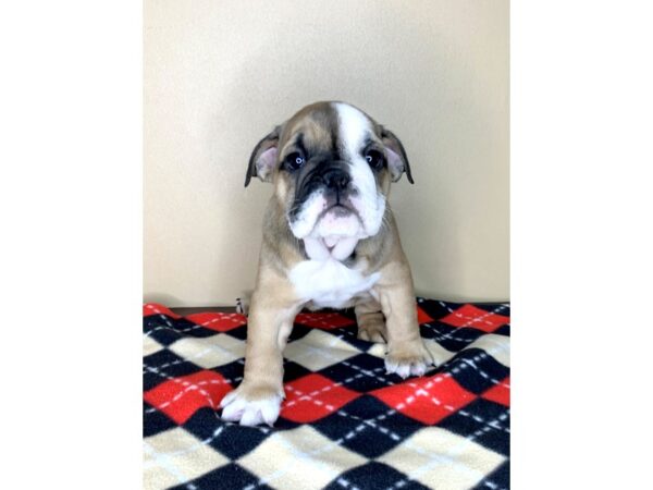 Bulldog DOG Female Red 1853 Petland Florence, Kentucky