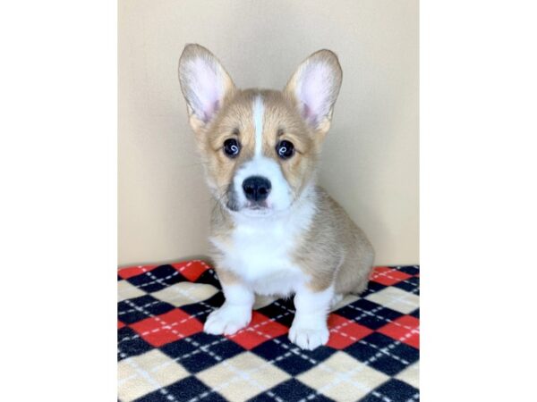 Pembroke Welsh Corgi DOG Female Sable / White 1854 Petland Florence, Kentucky