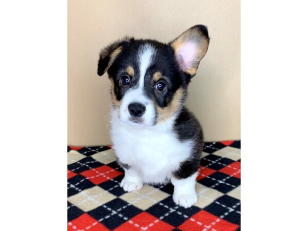 Pembroke Welsh Corgi DOG Male Black White / Tan 1855 Petland Florence, Kentucky