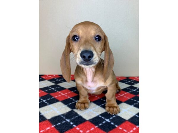 Dachshund DOG Male Red 1856 Petland Florence, Kentucky