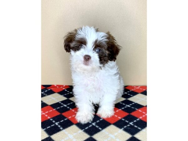 Teddy Bear-DOG-Male-Chocolate-1857-Petland Florence, Kentucky
