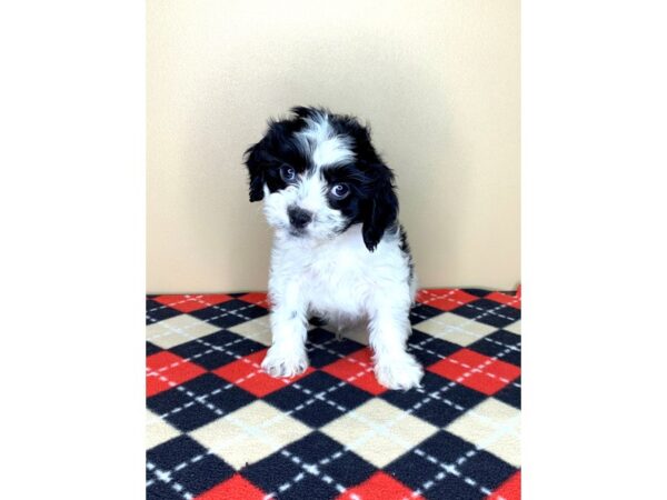 Cavachon DOG Male Blenheim 1860 Petland Florence, Kentucky