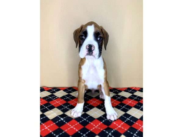 Boxer DOG Male Brindle / White 1861 Petland Florence, Kentucky