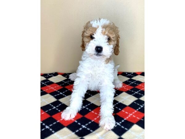 Poodle Mini/Goldendoodle DOG Female Red / White 1862 Petland Florence, Kentucky