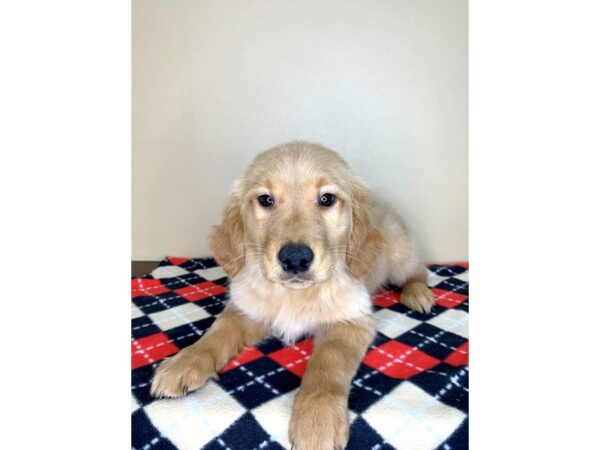 Golden Retriever DOG Female Golden 1863 Petland Florence, Kentucky