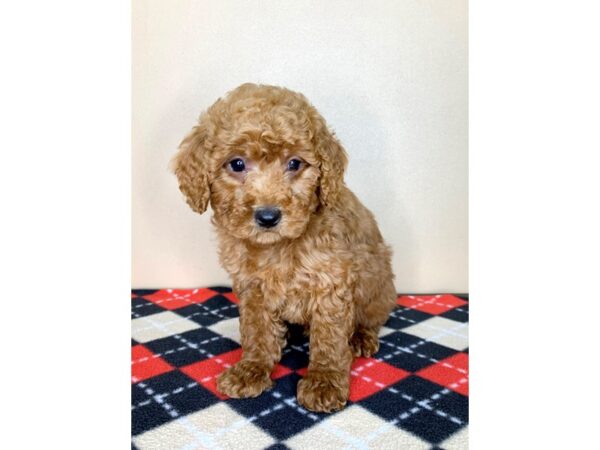 Poodle DOG Male Red 1864 Petland Florence, Kentucky