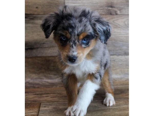 Miniature Australian Shepherd DOG Female Blue Merle 1865 Petland Florence, Kentucky