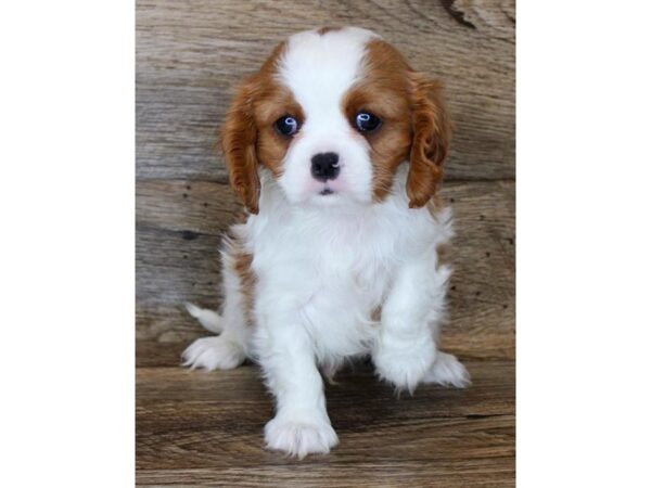 Cavalier King Charles Spaniel DOG Male Blenheim 1867 Petland Florence, Kentucky