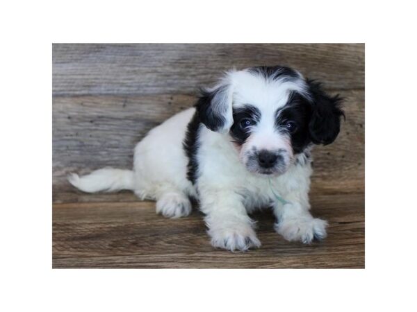 Lhasapoo-DOG-Male-Black-1868-Petland Florence, Kentucky